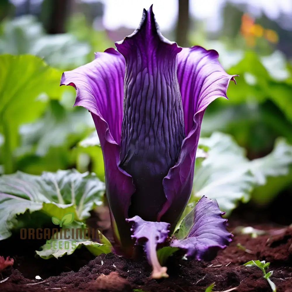 Purple Corpse Titan Arum Flower Seeds Unique Biggest Perennials