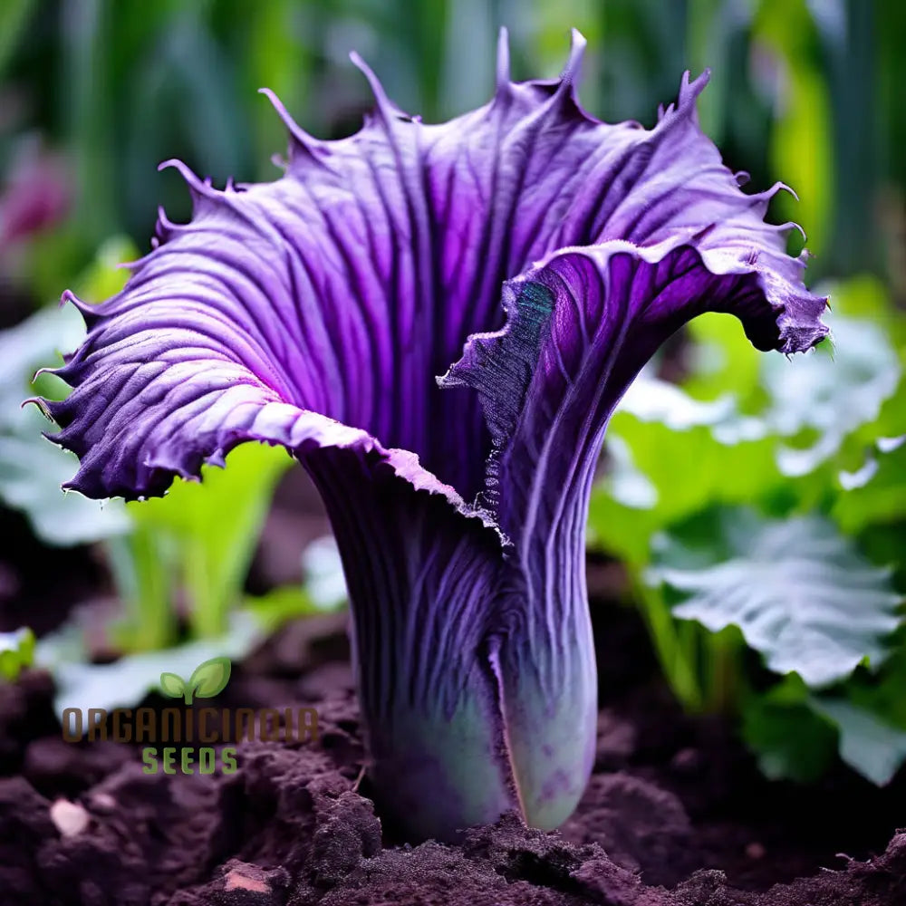 Purple Corpse Titan Arum Flower Seeds Unique Biggest Perennials