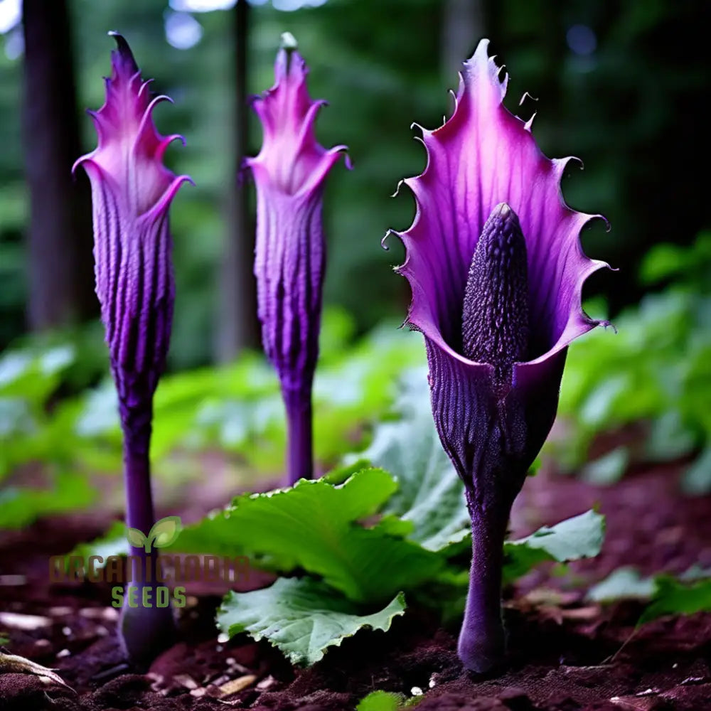 Purple Corpse Titan Arum Flower Seeds Unique Biggest Perennials