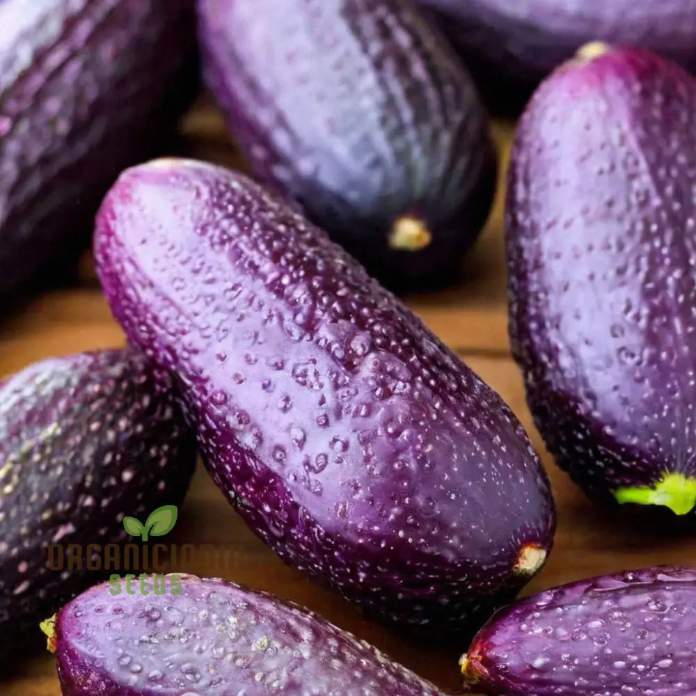 Purple Cucumber Vegetable Seeds Easy Growing High Yield Perfect For Home Gardens