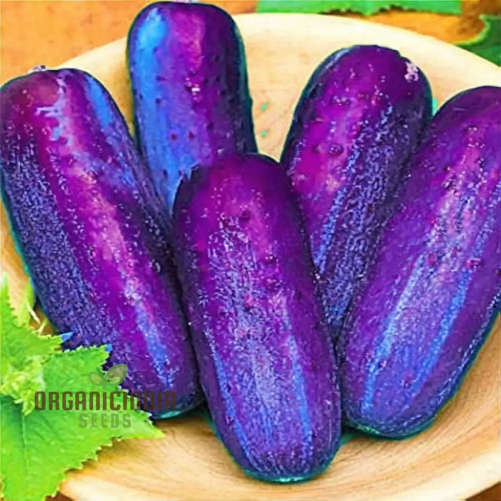 Purple Cucumber Vegetable Seeds Easy Growing High Yield Perfect For Home Gardens