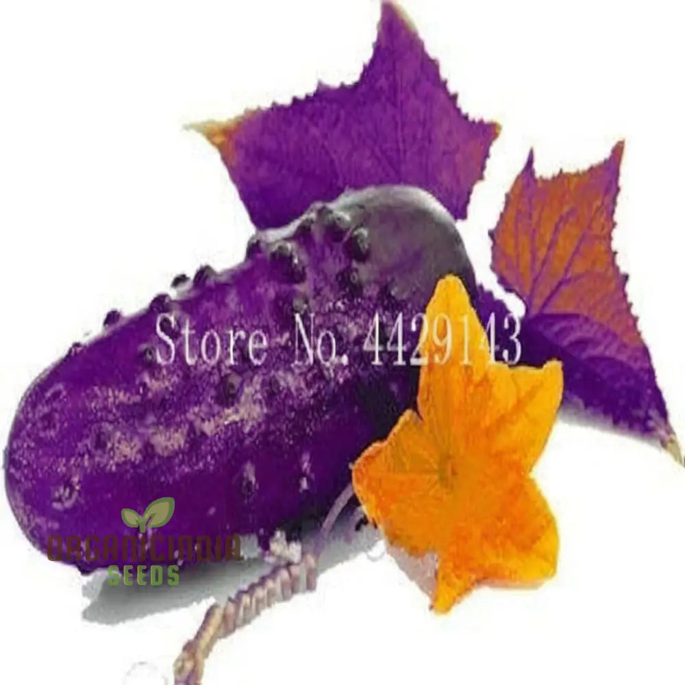 Purple Cucumber Vegetable Seeds Easy Growing High Yield Perfect For Home Gardens