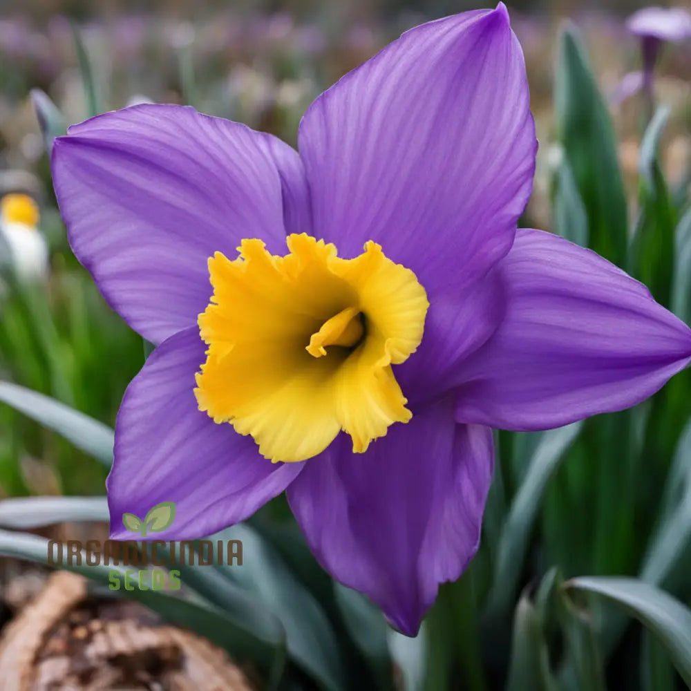 Purple Daffodil Flower Seeds Rare Beauty: - Grow Unique Spring Blooms Perennials