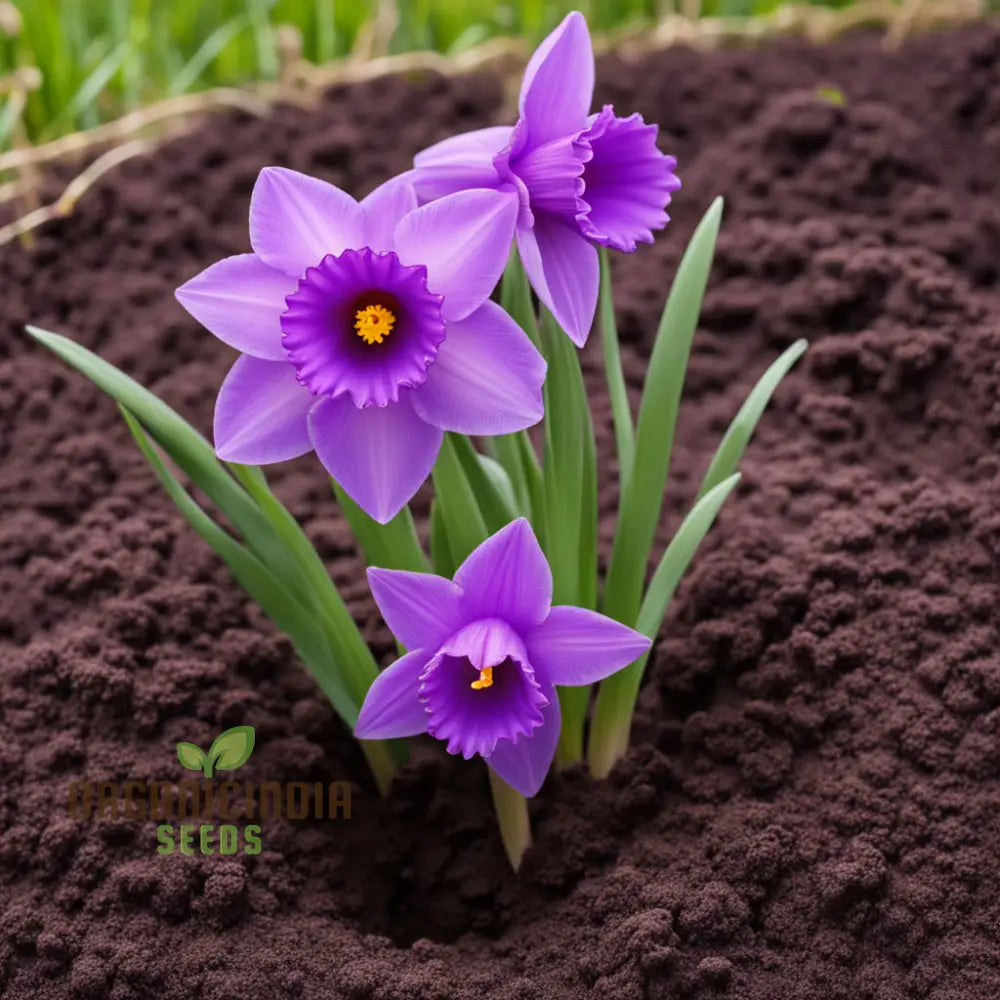 Purple Daffodil Flower Seeds Rare Beauty: - Grow Unique Spring Blooms Perennials