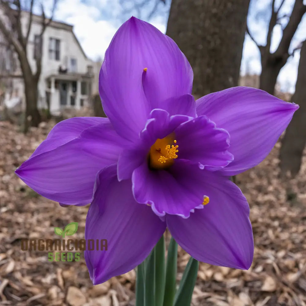 Purple Daffodil Flower Seeds Rare Beauty: - Grow Unique Spring Blooms Perennials