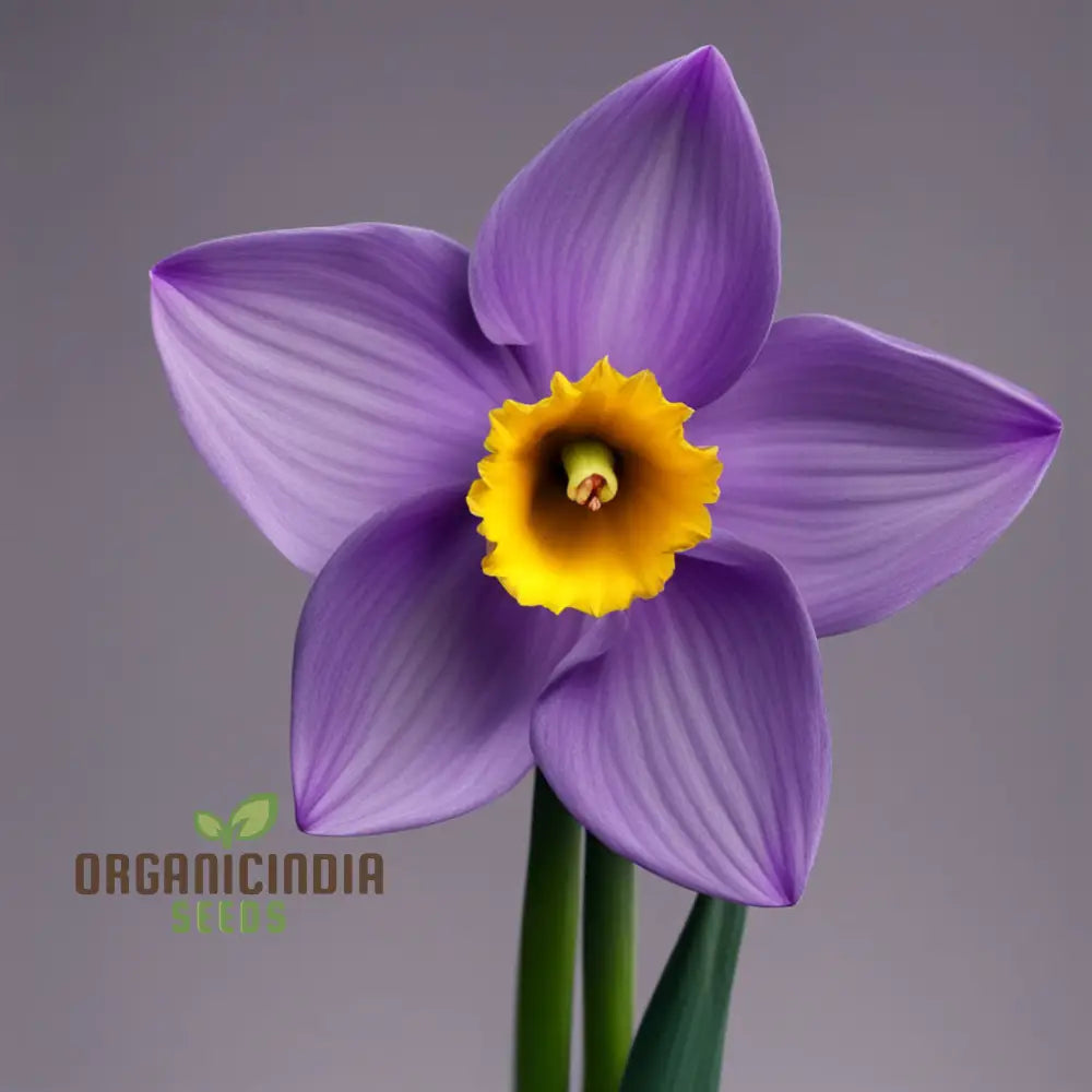 Purple Daffodil Flower Seeds Rare Beauty: - Grow Unique Spring Blooms Perennials