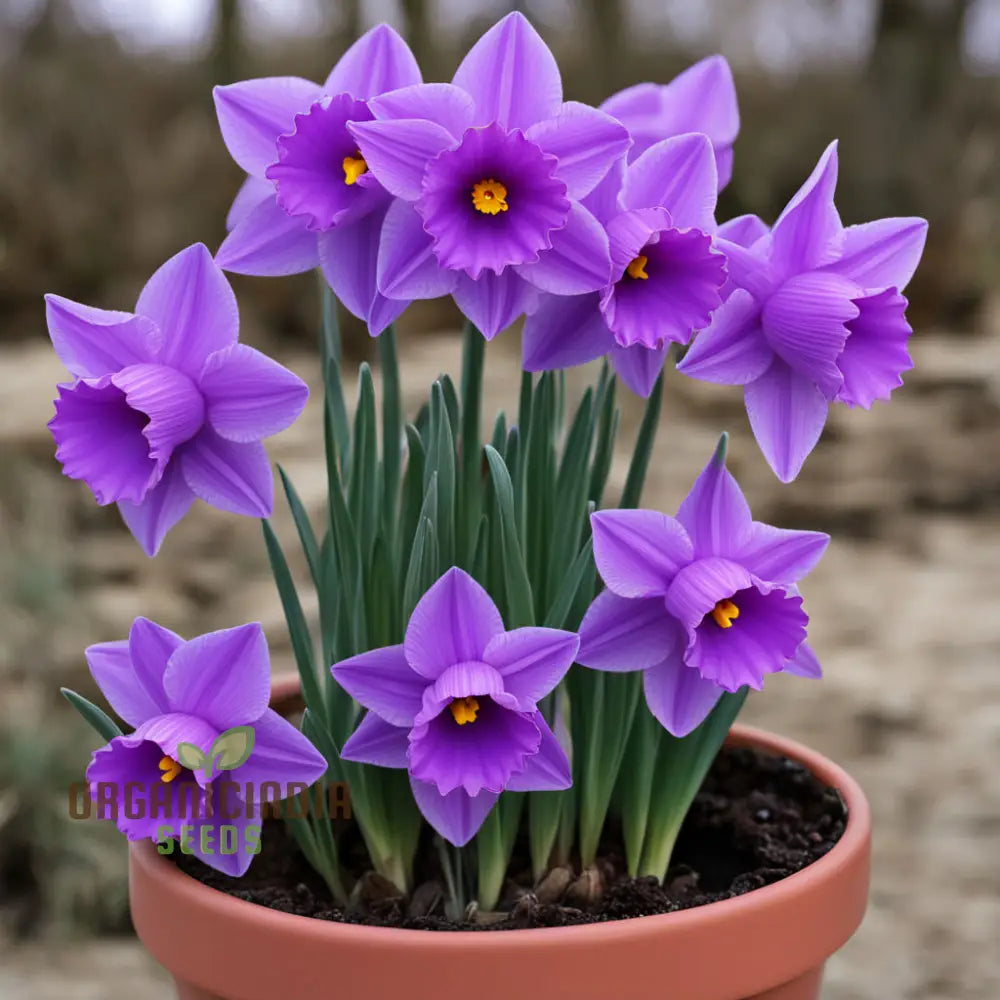 Purple Daffodil Flower Seeds Rare Beauty: - Grow Unique Spring Blooms Perennials