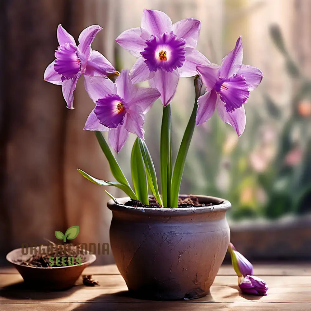 Purple Daffodil Seeds Premium Narcissus Bulbs For Planting And Gardening - Cultivate Exquisite