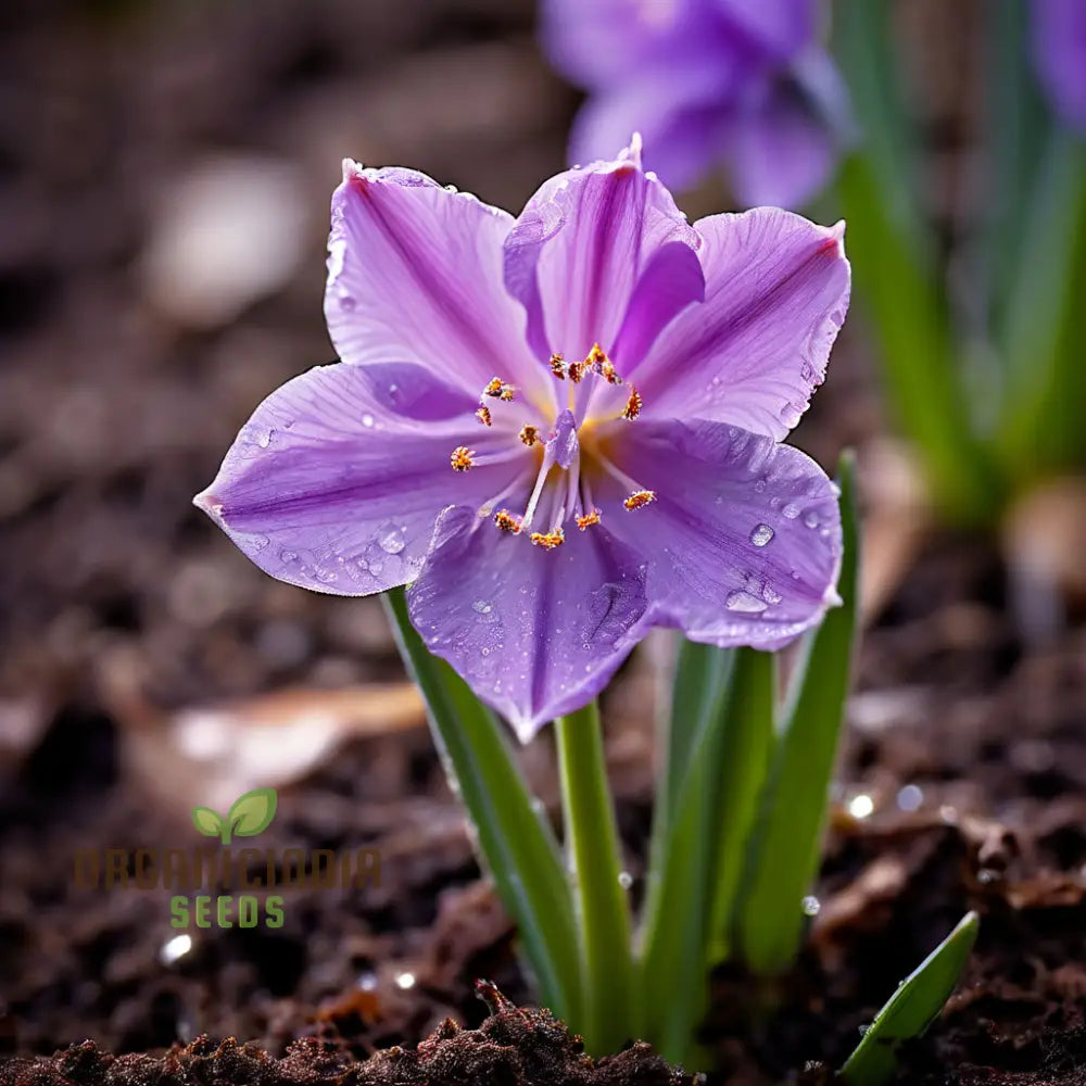 Purple Daffodil Seeds Premium Narcissus Bulbs For Planting And Gardening - Cultivate Exquisite