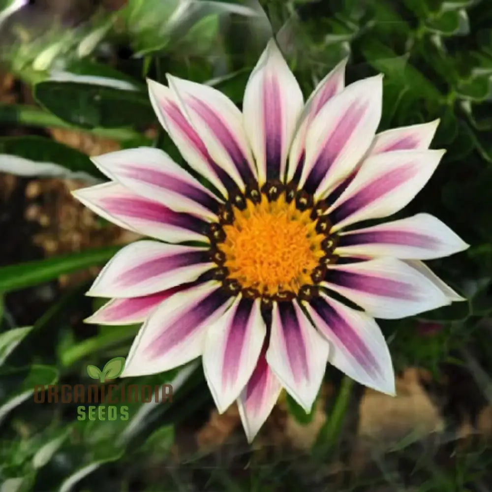 Purple Daisy Flower Seeds Vibrant Blooms Easy To Grow Adds Color Your Garden Seeds