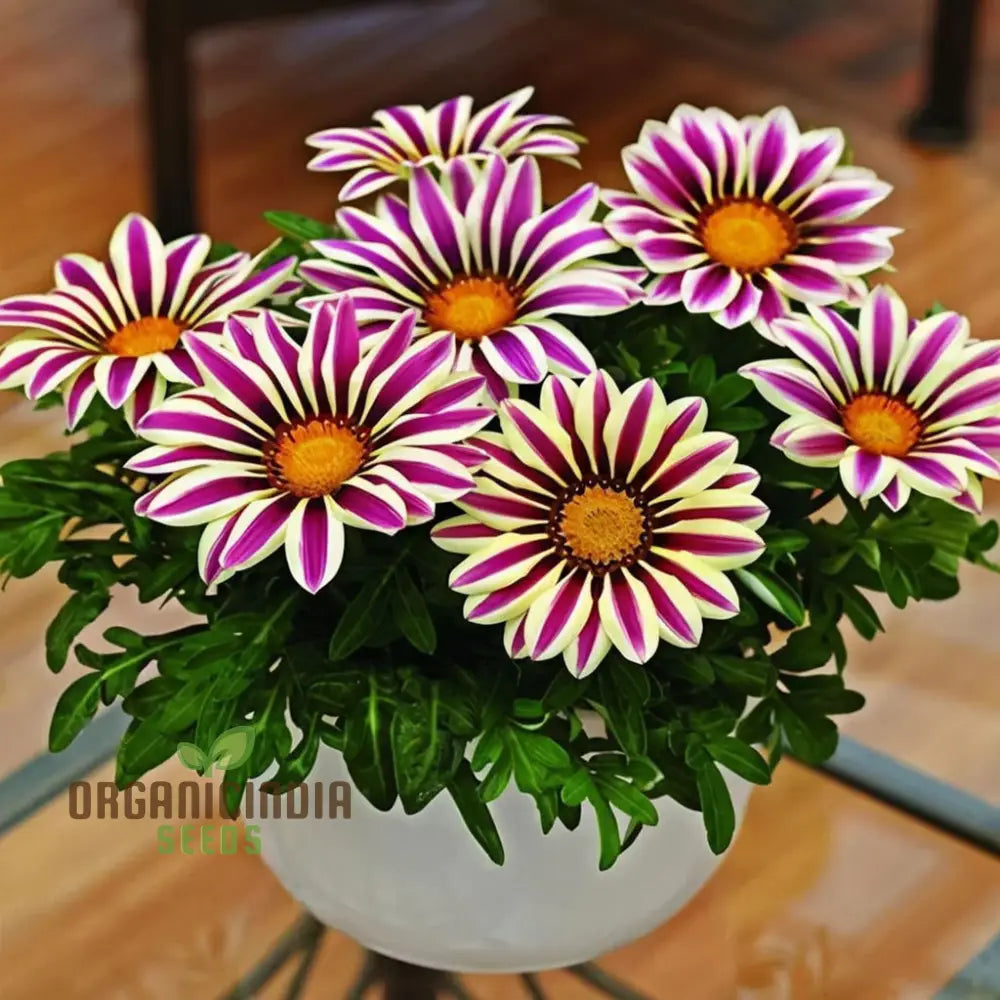 Purple Daisy Flower Seeds Vibrant Blooms Easy To Grow Adds Color Your Garden Seeds