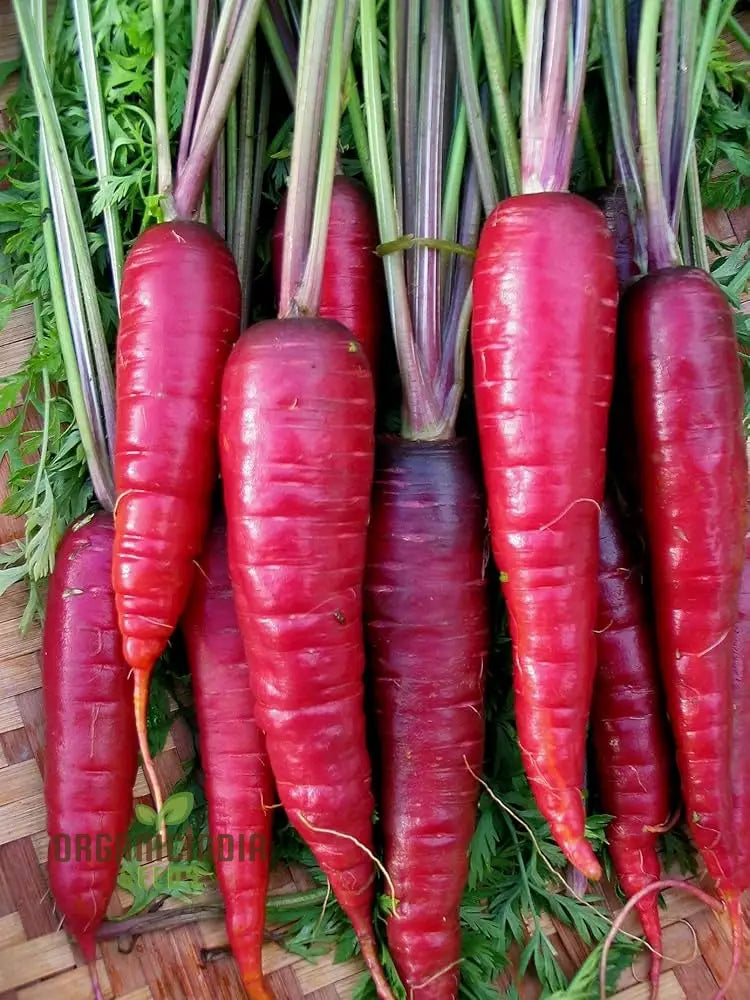 Purple Dragon Carrot Seeds For Planting And Gardening - Organic Seed Variety