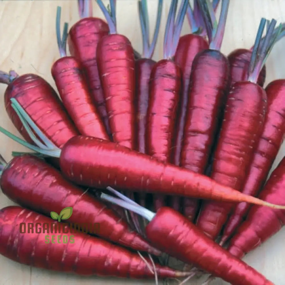 Purple Dragon Carrot Seeds For Planting And Gardening - Organic Seed Variety