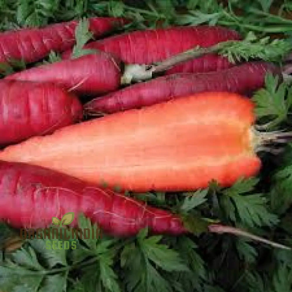 Purple Dragon Carrot Seeds For Planting And Gardening - Organic Seed Variety