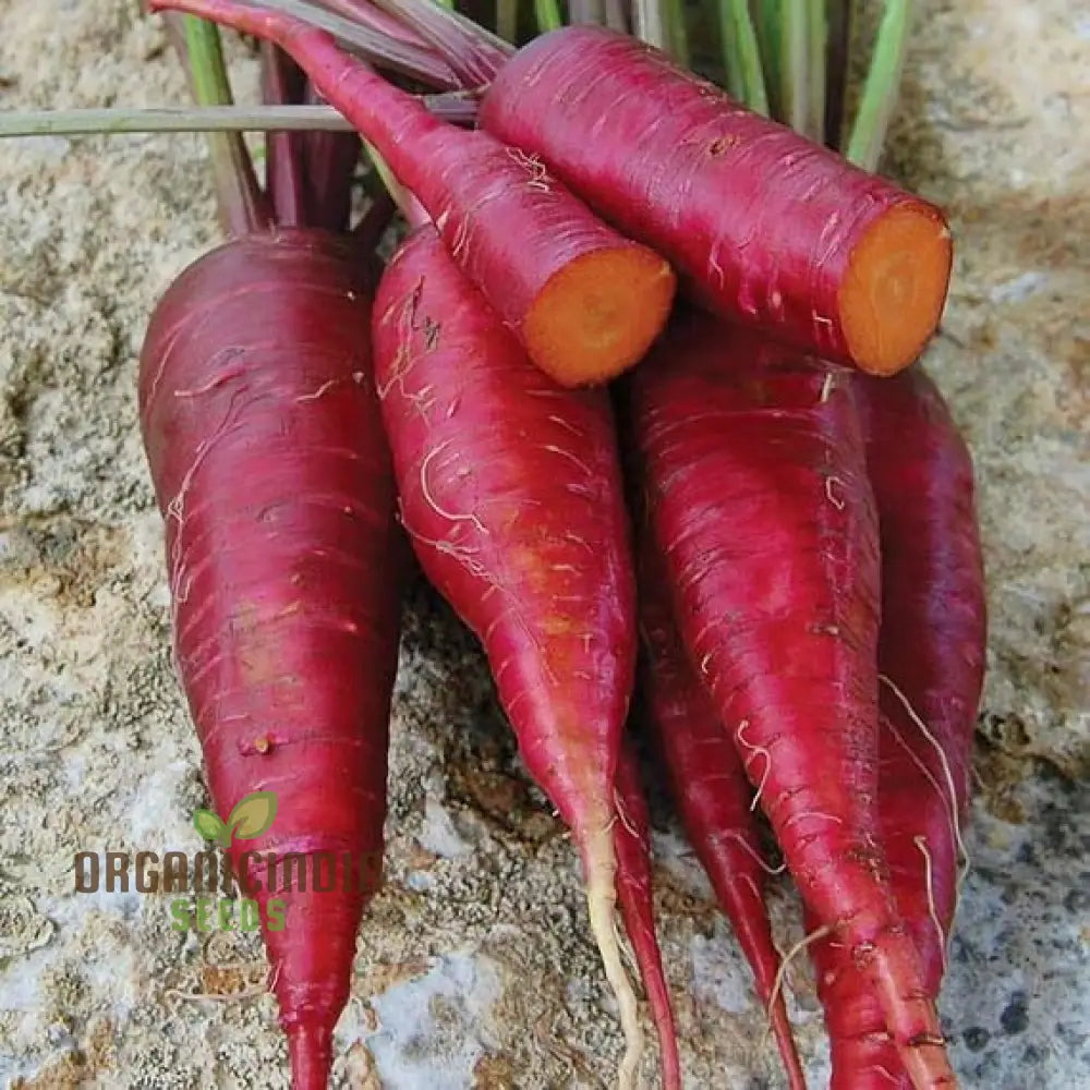 Purple Dragon Carrot Seeds For Planting And Gardening - Organic Seed Variety