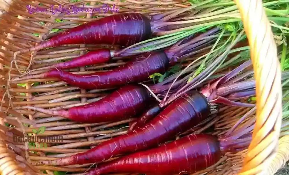 Purple Dragon Carrot Seeds For Planting And Gardening - Organic Seed Variety