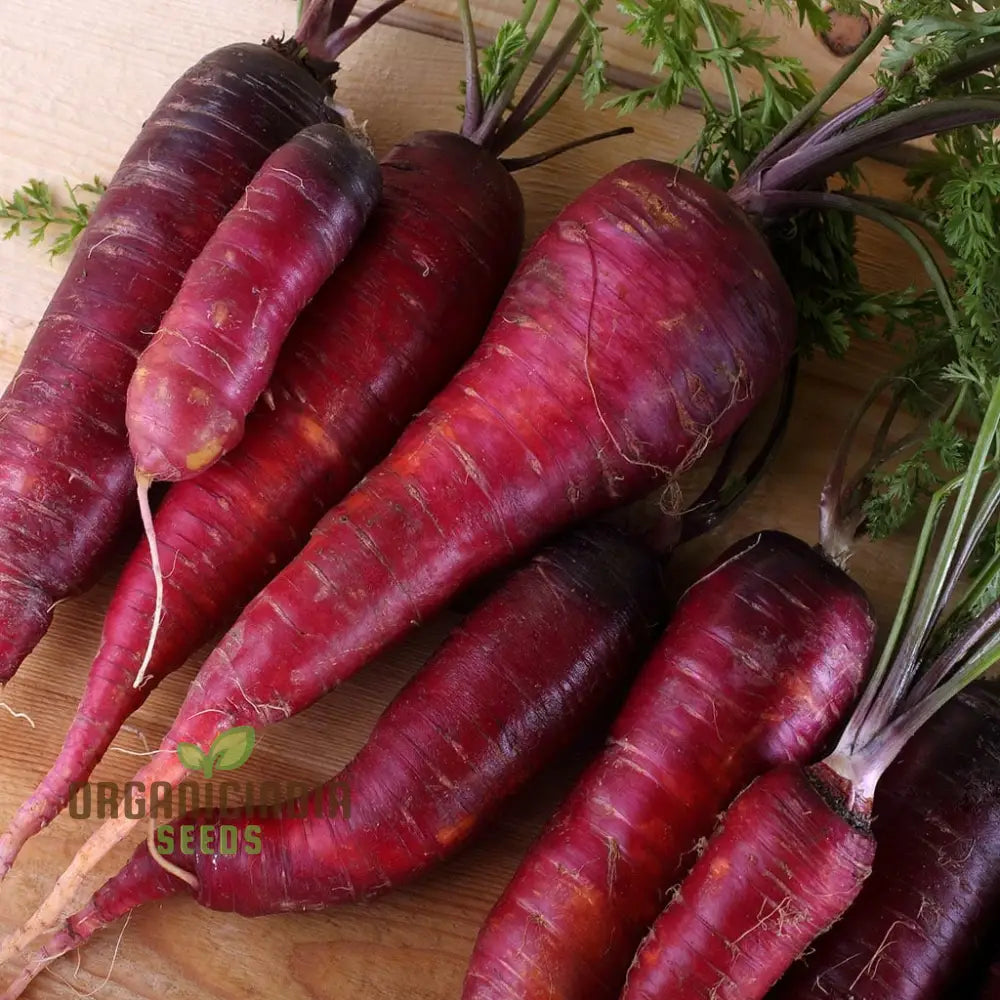 Purple Dragon Carrot Seeds For Planting And Gardening - Organic Seed Variety