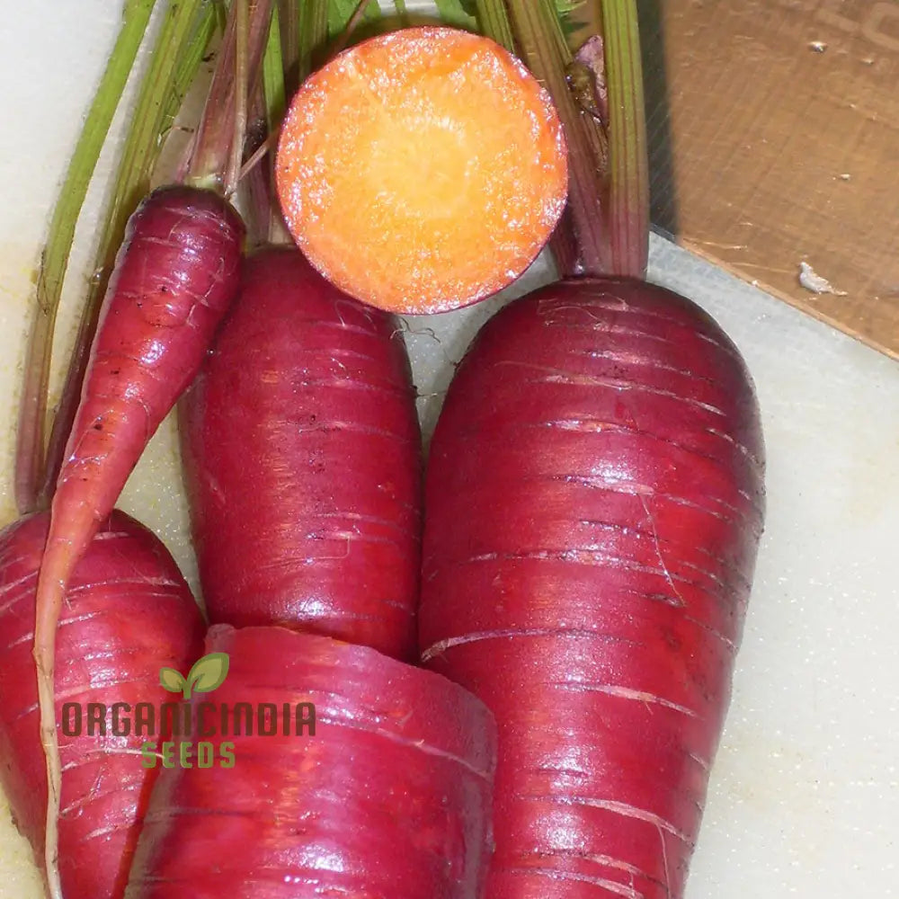 Purple Dragon Carrot Seeds For Planting And Gardening - Organic Seed Variety