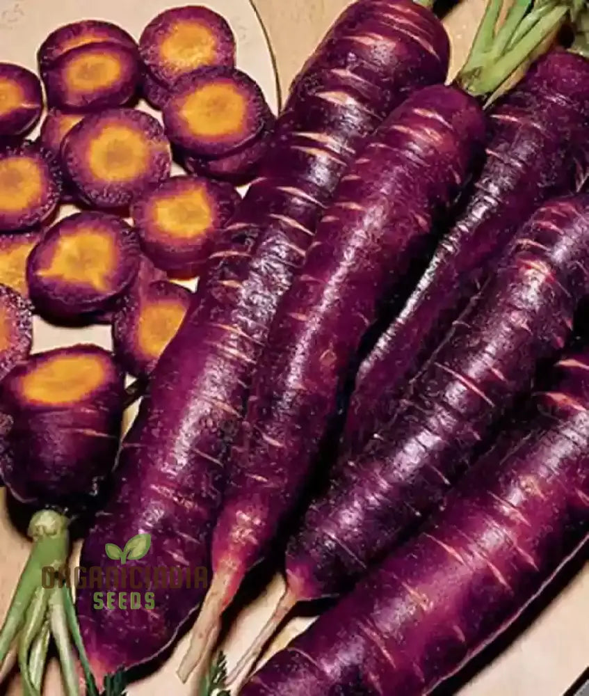 Purple Dragon Carrot Seeds For Planting And Gardening - Organic Seed Variety