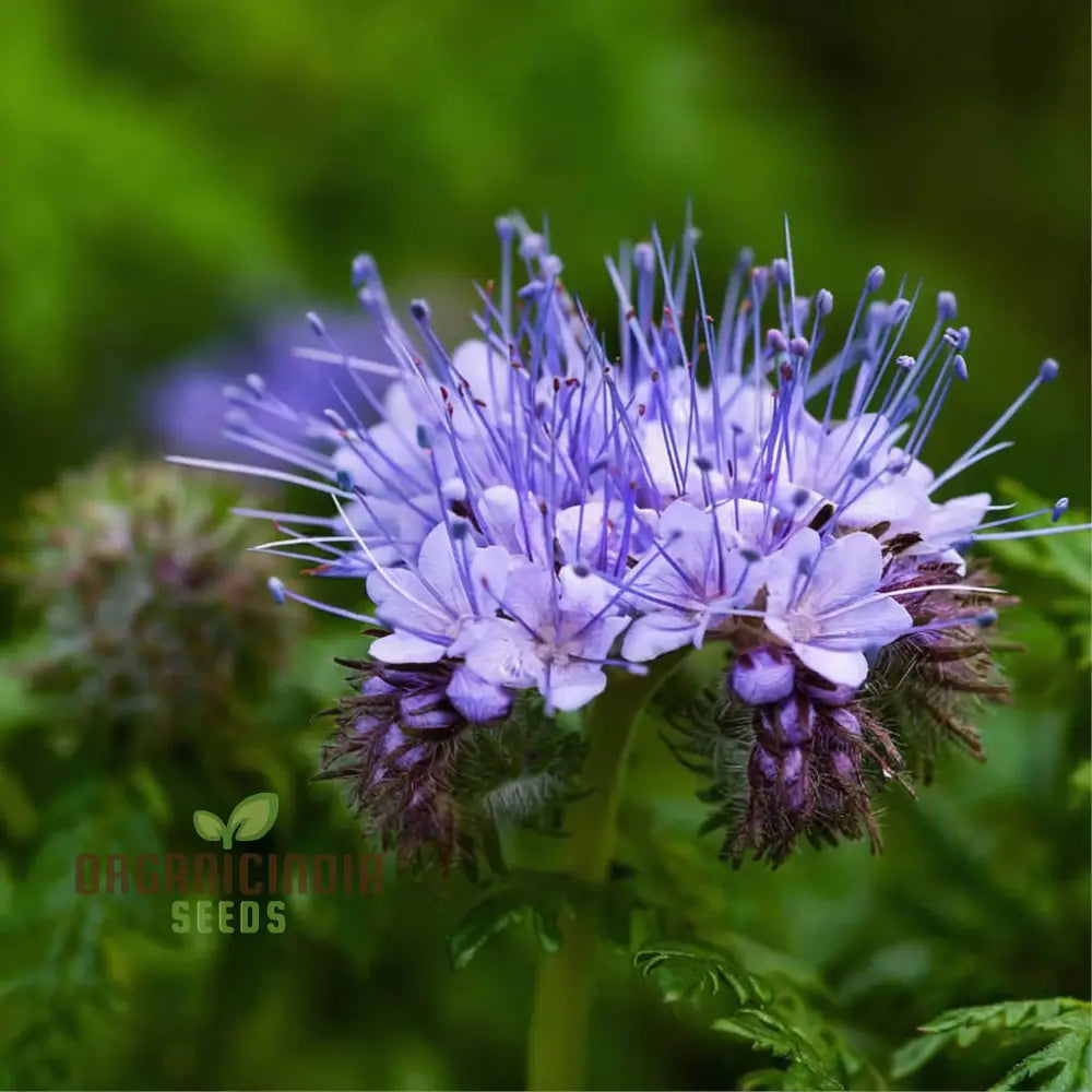 Purple Fiddleneck Tansy Flower Seeds For Planting - Premium Quality Gardening Seeds