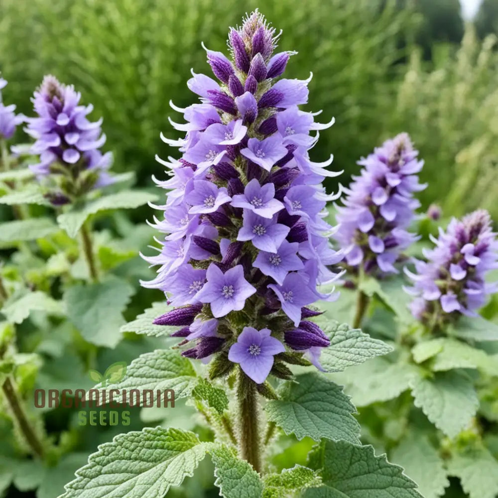 Purple Horehound Flower Seeds – Elevate Your Gardening Experience With Distinctive Vibrant