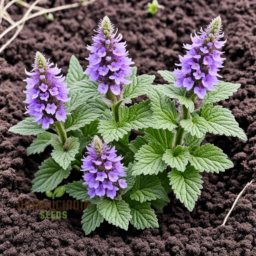 Purple Horehound Flower Seeds – Elevate Your Gardening Experience With Distinctive Vibrant