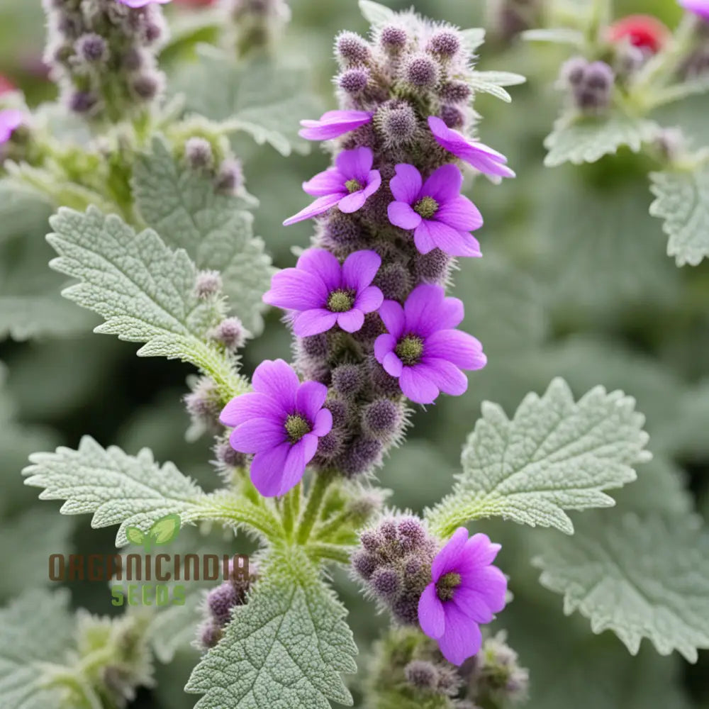 Purple Horehound Flower Seeds – Elevate Your Gardening Experience With Distinctive Vibrant