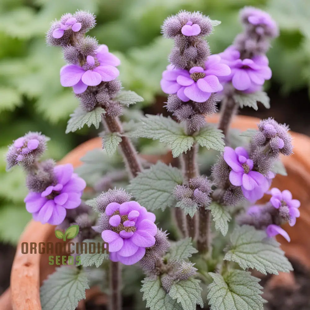 Purple Horehound Flower Seeds – Elevate Your Gardening Experience With Distinctive Vibrant