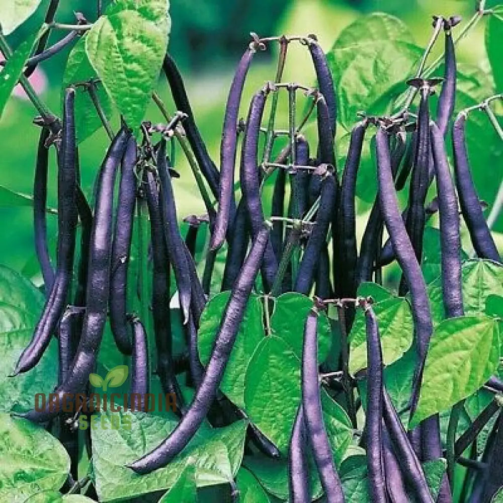 Purple King Seeds For Planting - High Quality Organic Seed Varieties