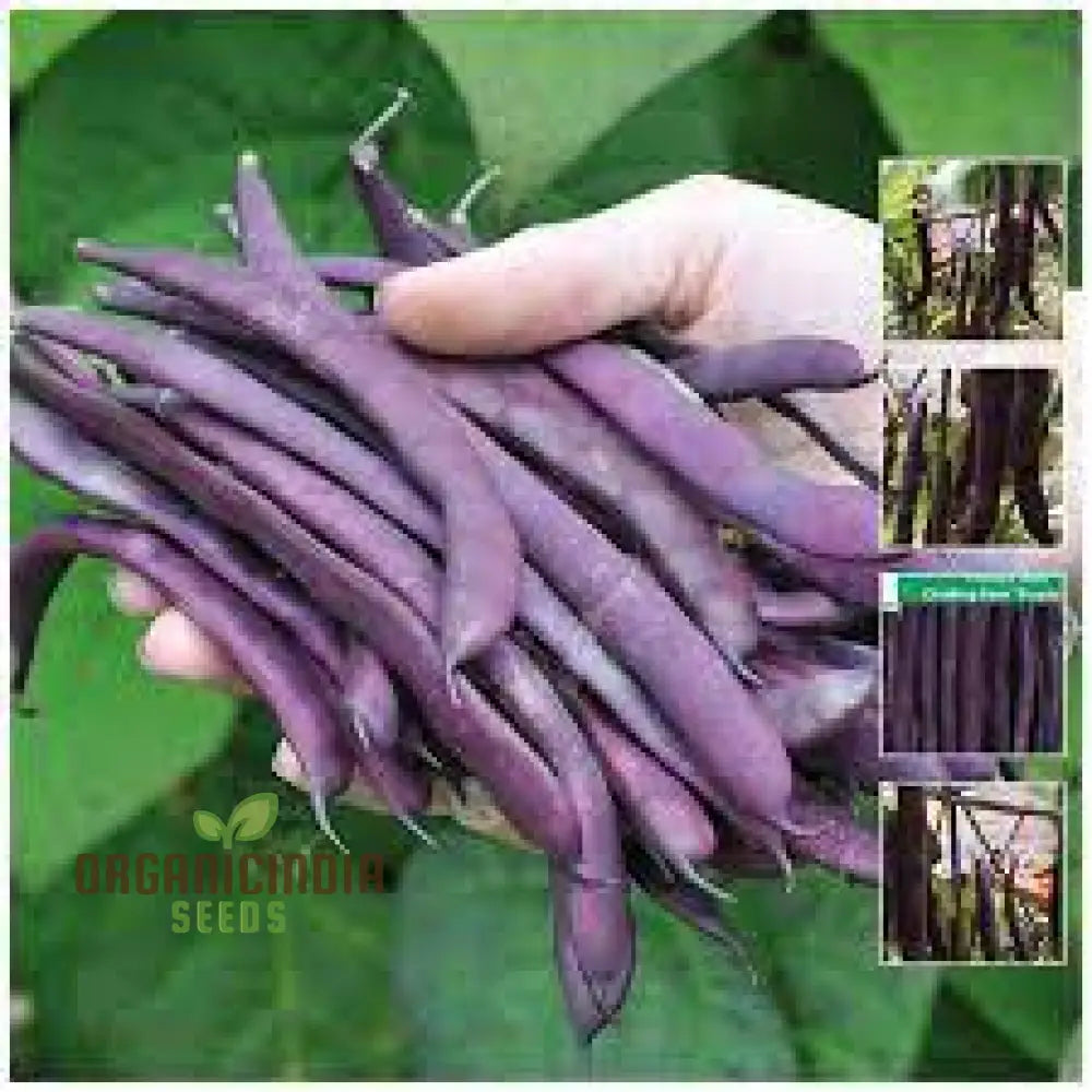 Purple King Seeds For Planting - High Quality Organic Seed Varieties