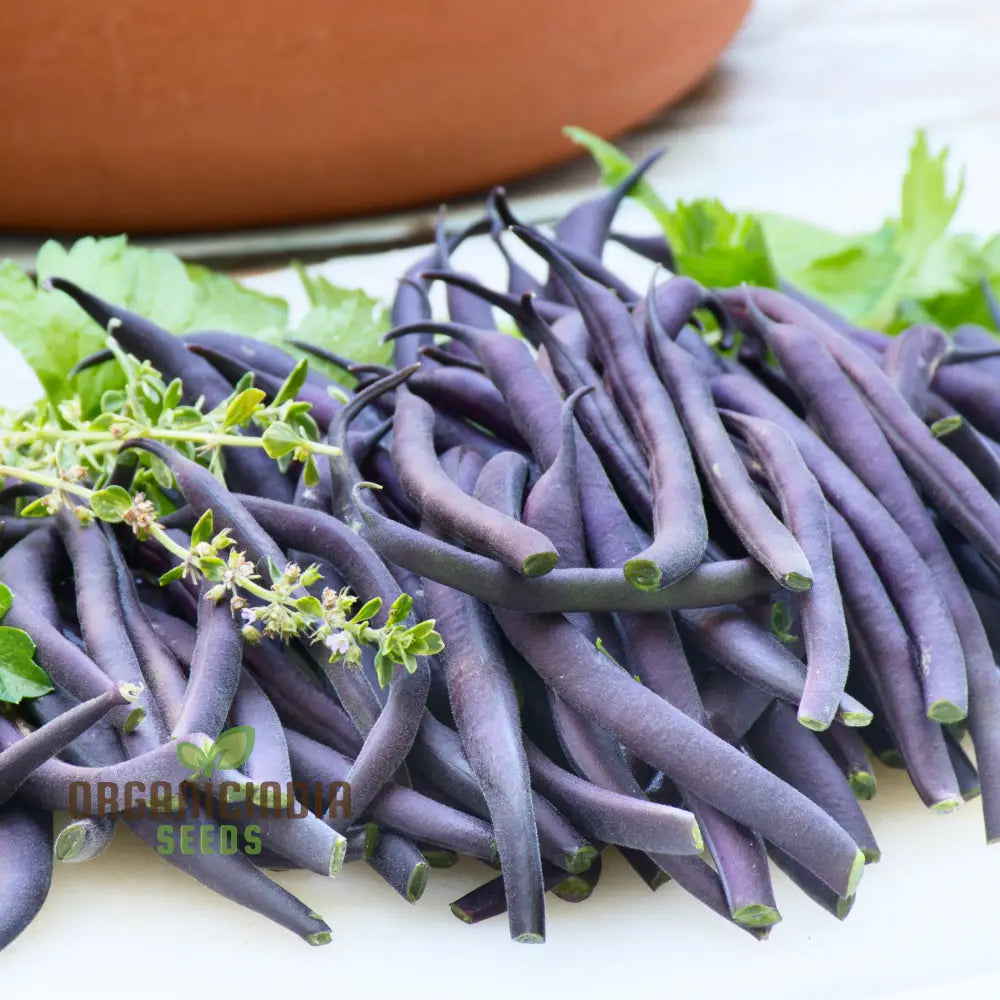 Purple King Seeds For Planting - High Quality Organic Seed Varieties