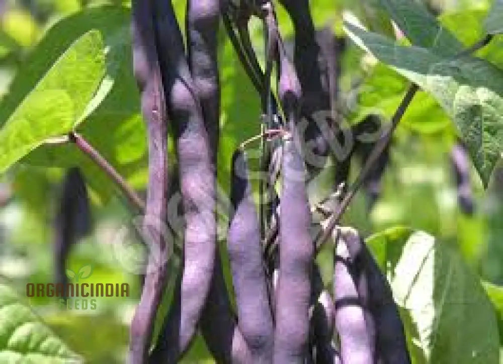 Purple King Seeds For Planting - High Quality Organic Seed Varieties