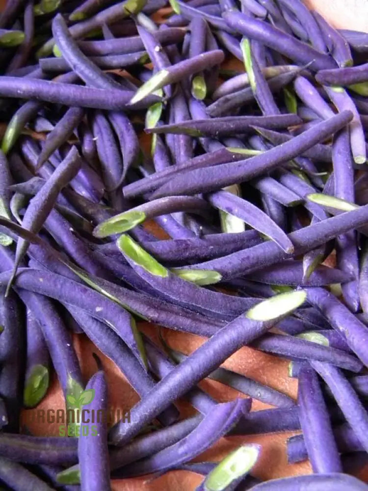 Purple King Seeds For Planting - High Quality Organic Seed Varieties