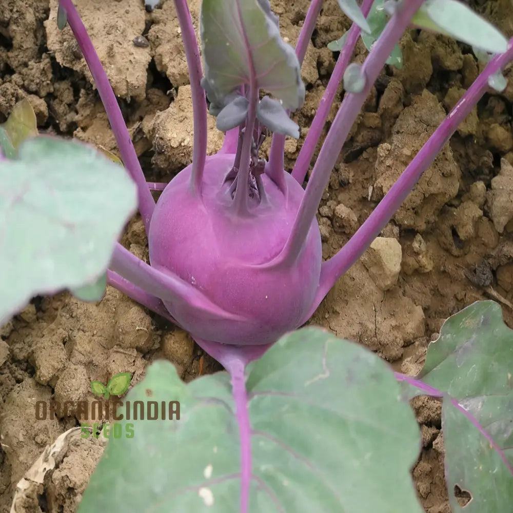 Purple Kohlrabi Planting Seeds Cultivate Beauty And Flavor In Your Garden Root Vegetables