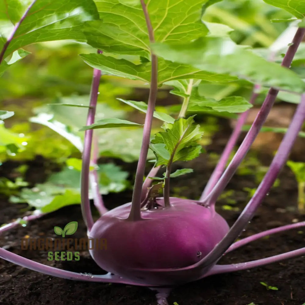 Purple Kohlrabi Planting Seeds Cultivate Beauty And Flavor In Your Garden Root Vegetables