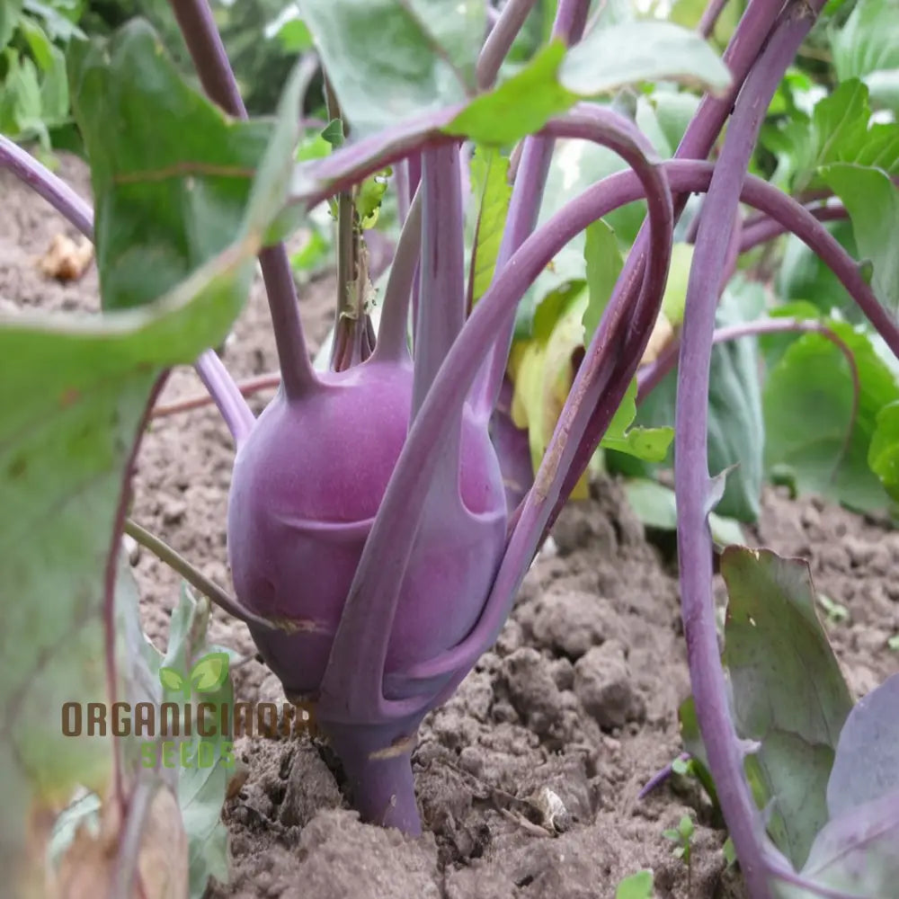 Purple Kohlrabi Planting Seeds Cultivate Beauty And Flavor In Your Garden Root Vegetables