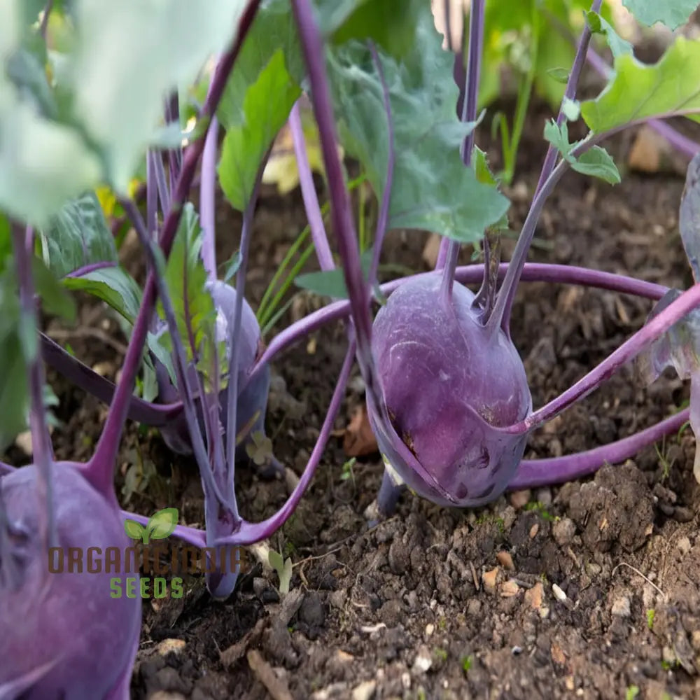 Purple Kohlrabi Planting Seeds Cultivate Beauty And Flavor In Your Garden Root Vegetables