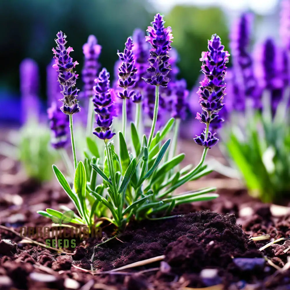 Purple Lavender Plant Seeds Cultivate Your Tranquil Garden Sanctuary With Premium Herb For Planting