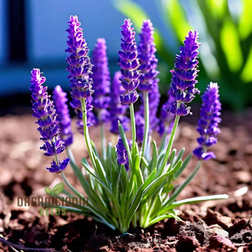 Purple Lavender Plant Seeds Cultivate Your Tranquil Garden Sanctuary With Premium Herb For Planting