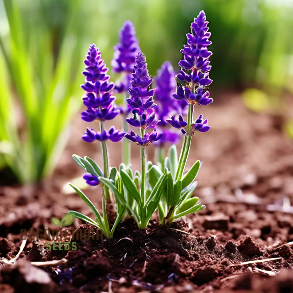 Purple Lavender Plant Seeds Cultivate Your Tranquil Garden Sanctuary With Premium Herb For Planting