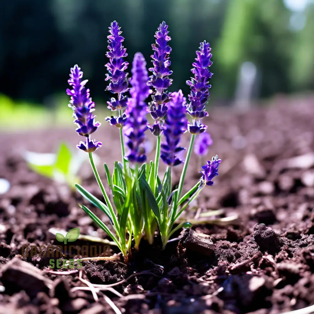 Purple Lavender Plant Seeds Cultivate Your Tranquil Garden Sanctuary With Premium Herb For Planting