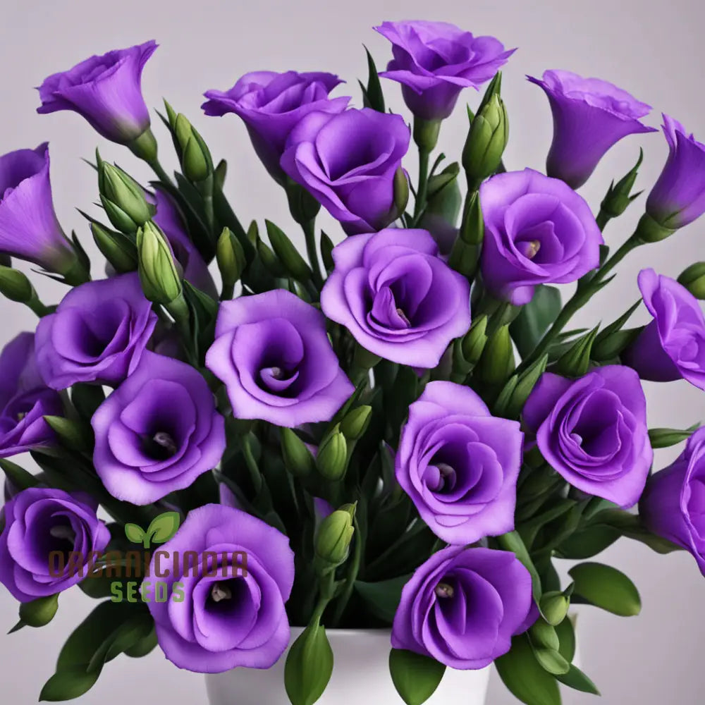 Purple Lisianthus Flower Seeds Infuse Your Space With Vibrant Hues Of Elegance And Sophistication