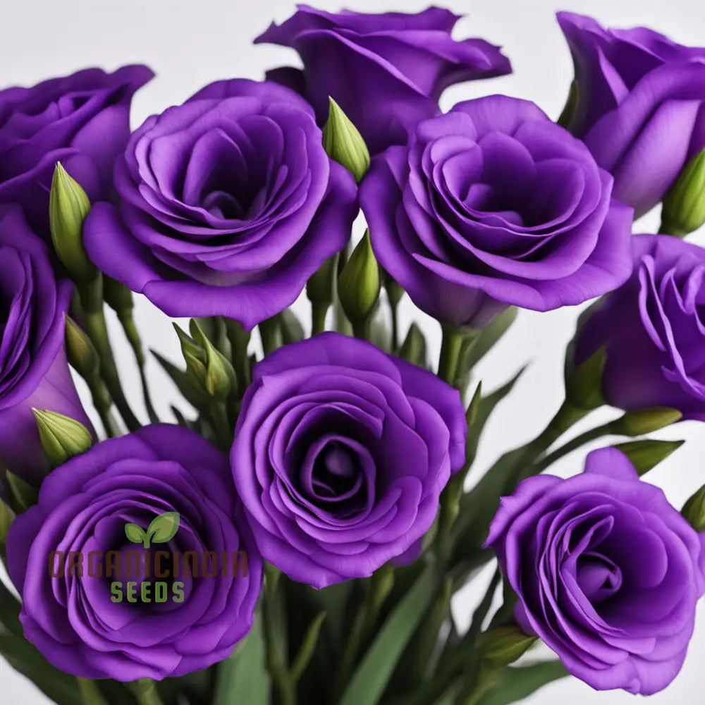 Purple Lisianthus Flower Seeds Infuse Your Space With Vibrant Hues Of Elegance And Sophistication