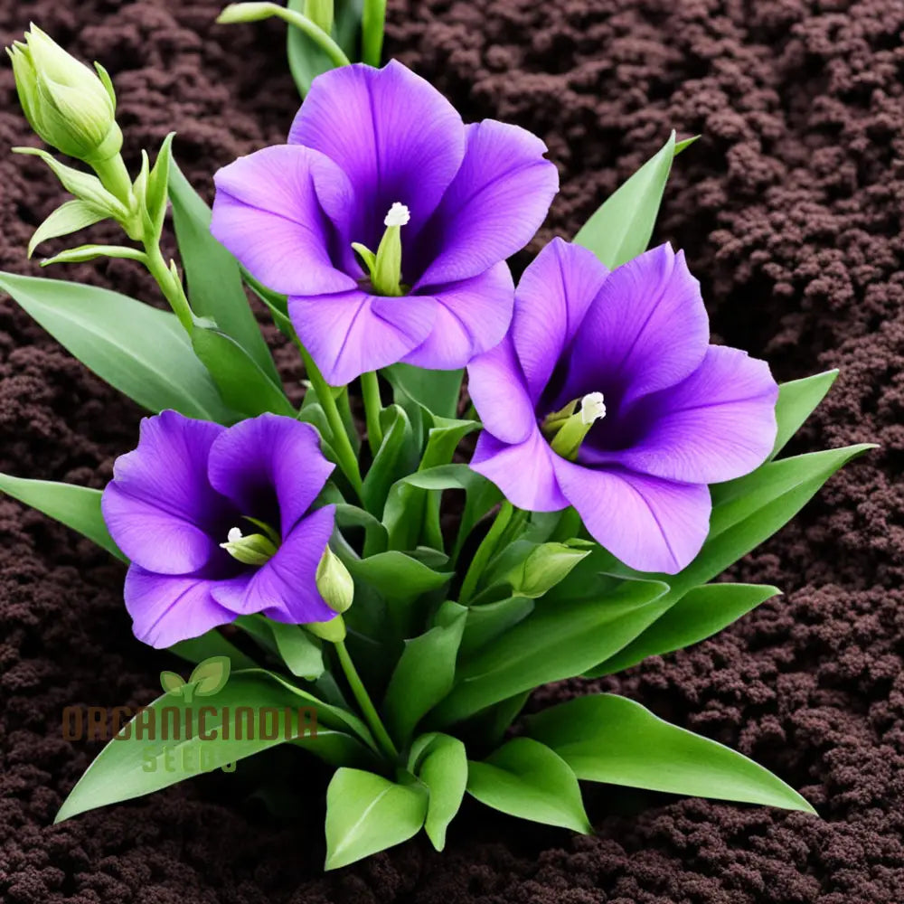 Purple Lisianthus Flower Seeds Infuse Your Space With Vibrant Hues Of Elegance And Sophistication