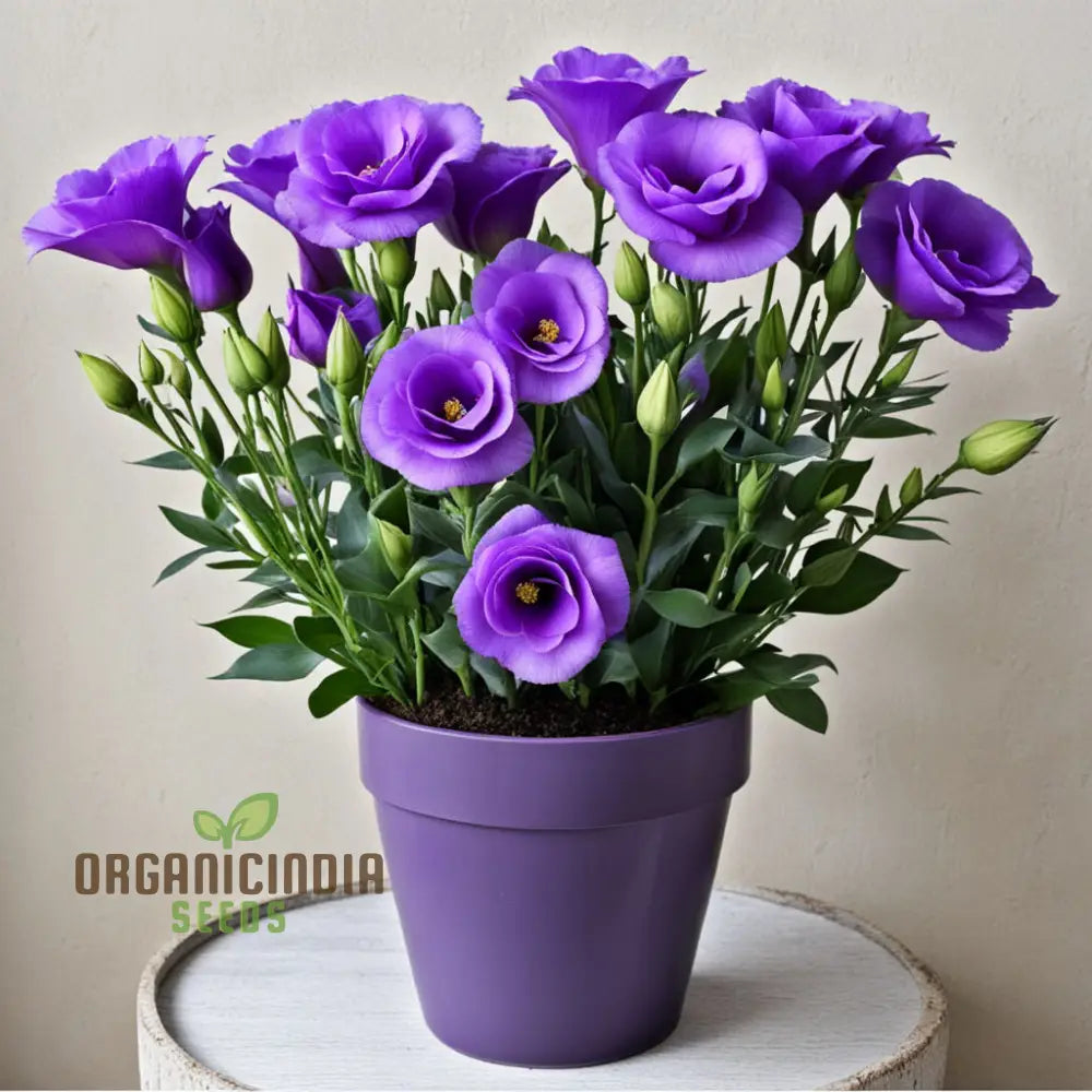 Purple Lisianthus Flower Seeds Infuse Your Space With Vibrant Hues Of Elegance And Sophistication