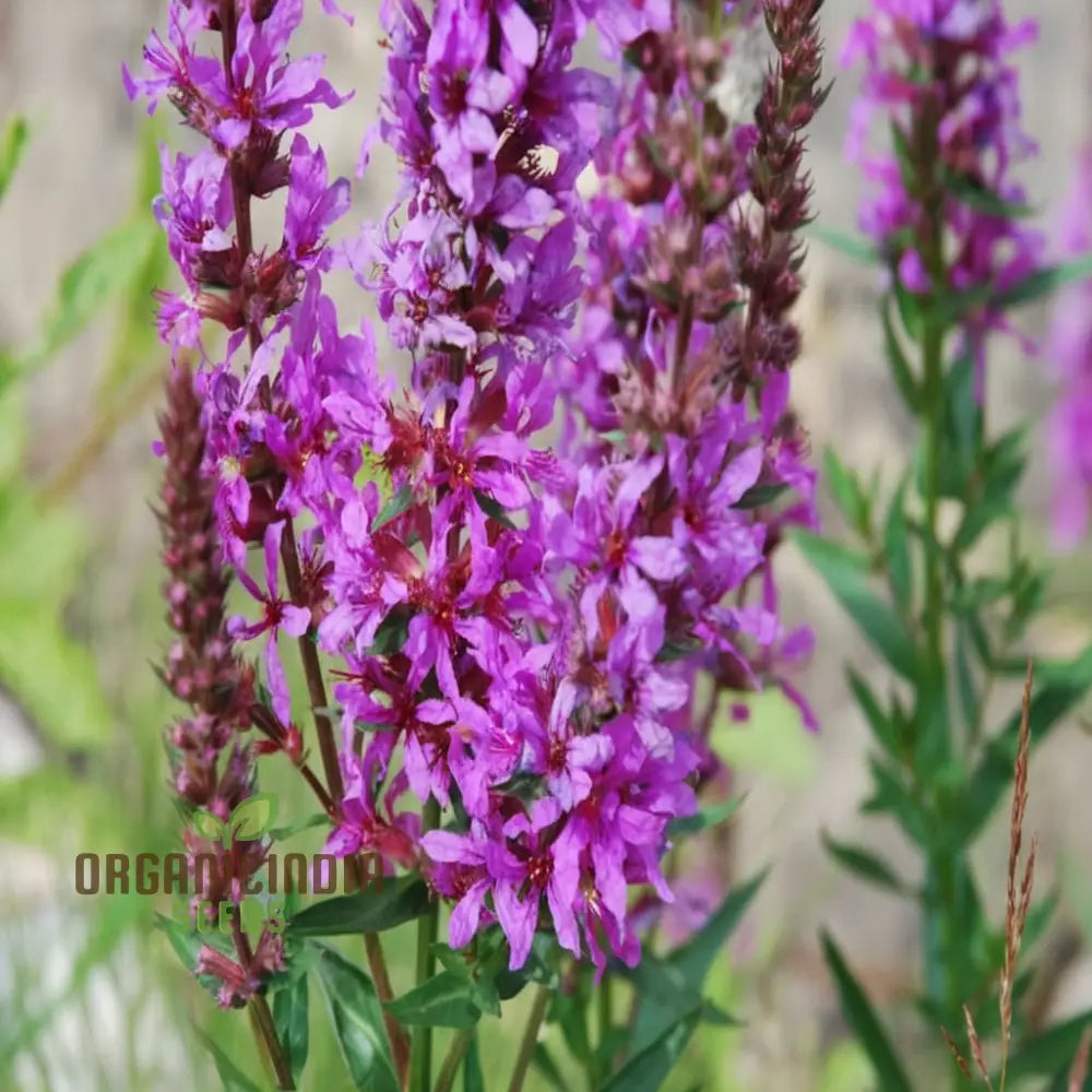 Purple Loosestrife Flower Seeds - Graceful Blooms For Charming Wetland Gardens Seeds