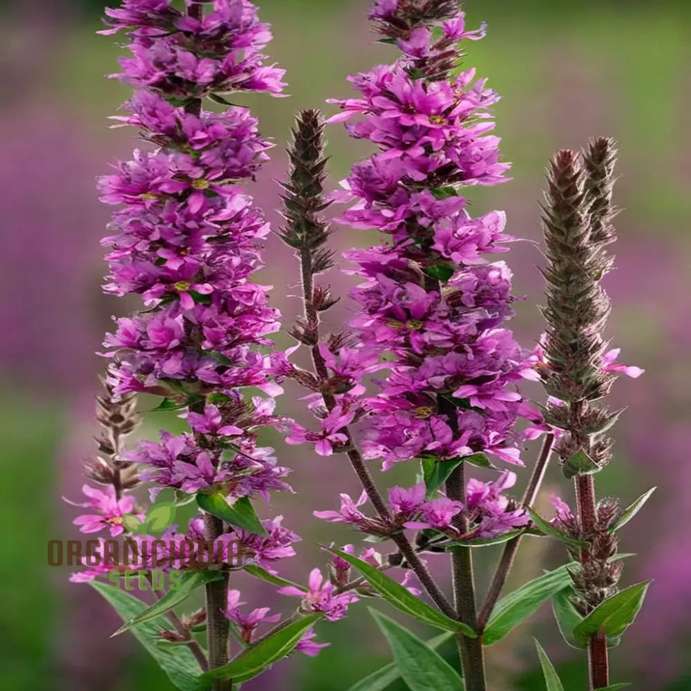 Purple Loosestrife Flower Seeds - Graceful Blooms For Charming Wetland Gardens Seeds