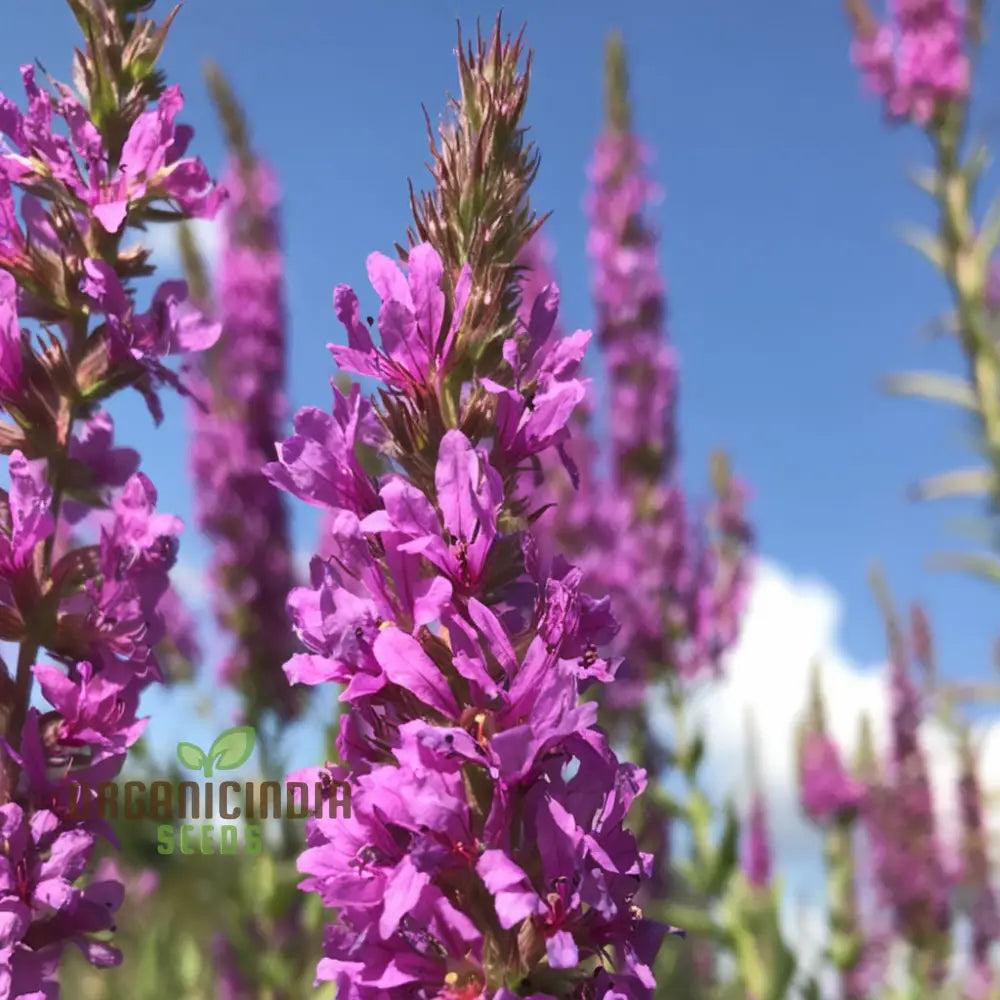 Purple Loosestrife Flower Seeds - Graceful Blooms For Charming Wetland Gardens Seeds