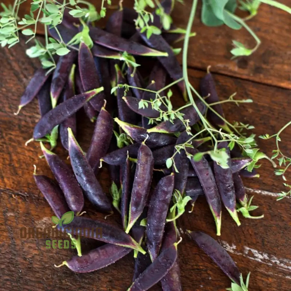 Purple Magnolia Sugar Snap Pea Seeds Heirloom Vegetable For Home Gardening Easy To Growing Planting