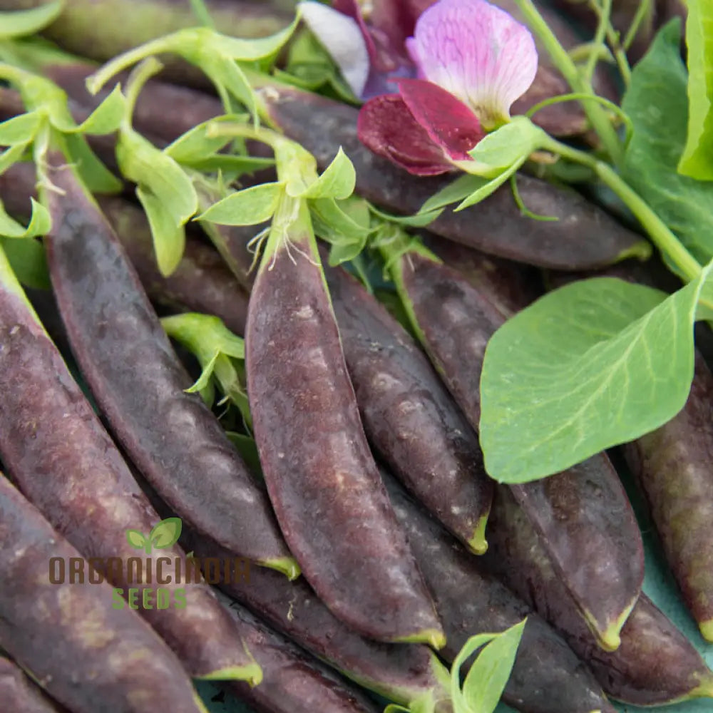 Purple Magnolia Sugar Snap Pea Seeds Heirloom Vegetable For Home Gardening Easy To Growing Planting